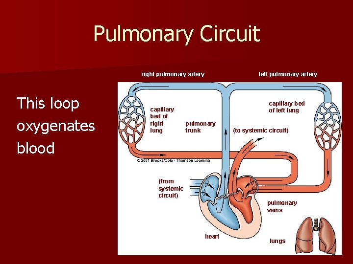 Pulmonary Circuit right pulmonary artery This loop oxygenates blood capillary bed of right lung