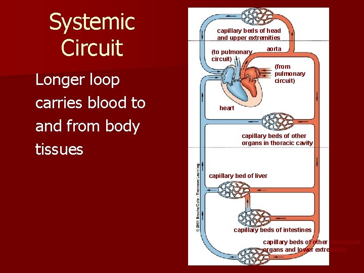 Systemic Circuit Longer loop carries blood to and from body tissues capillary beds of