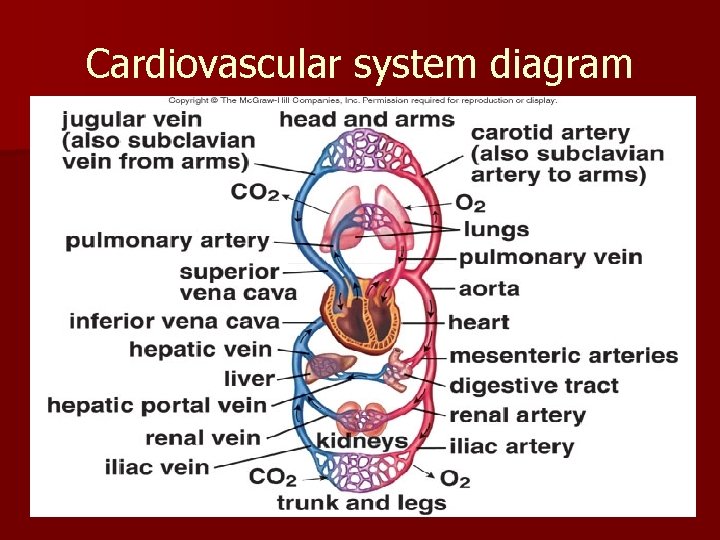 Cardiovascular system diagram 