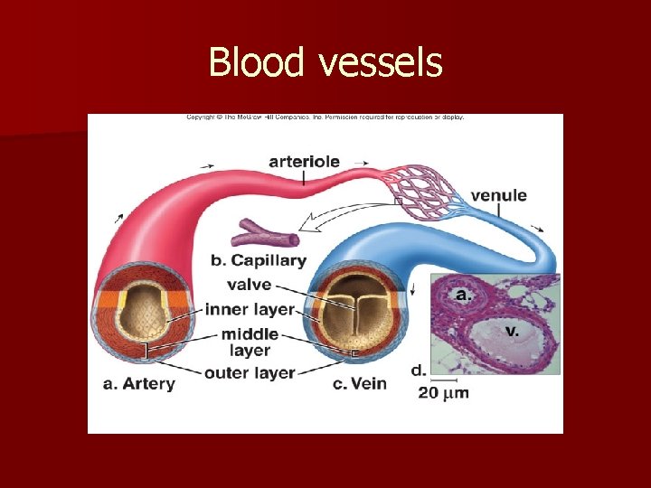 Blood vessels 