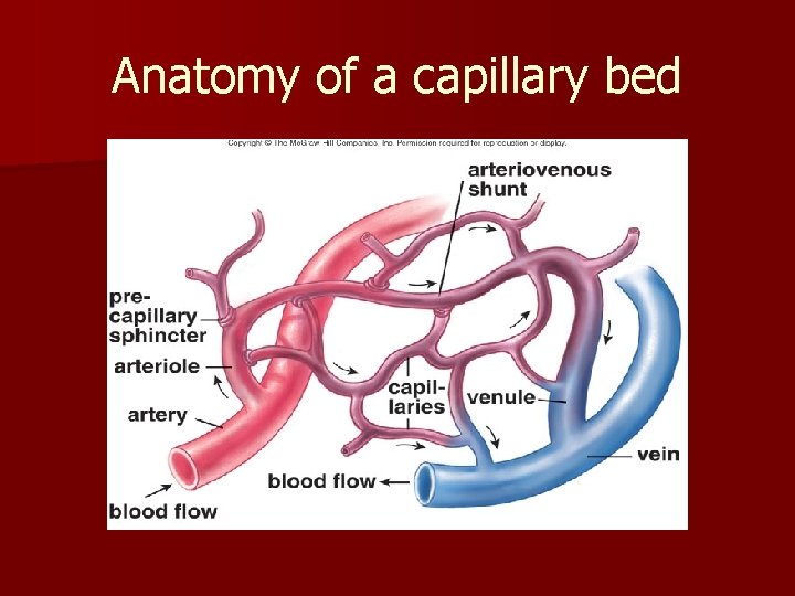 Anatomy of a capillary bed 