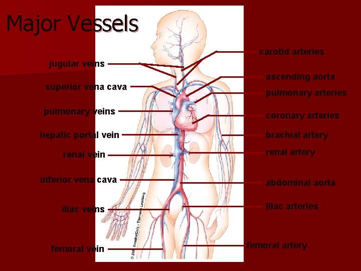 Major Vessels carotid arteries jugular veins superior vena cava pulmonary veins hepatic portal vein