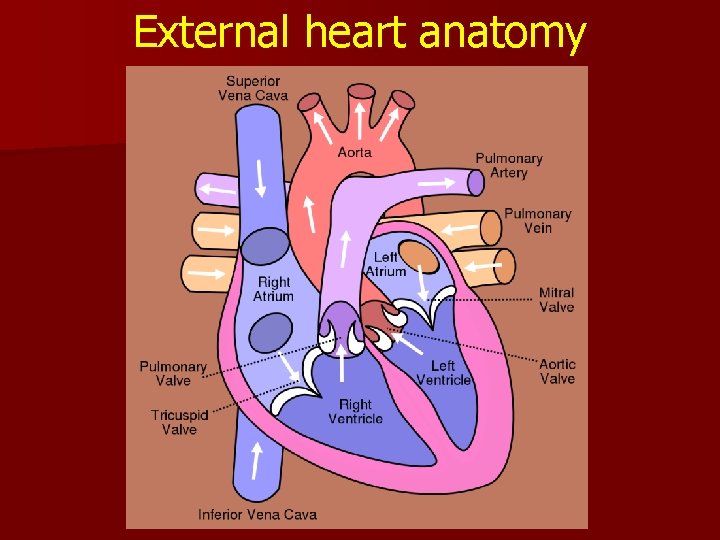 External heart anatomy 