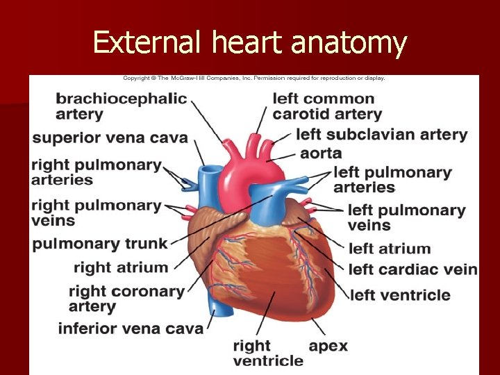 External heart anatomy 