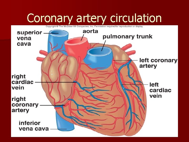 Coronary artery circulation 