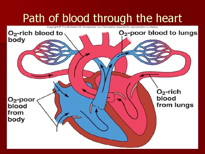 Path of blood through the heart 