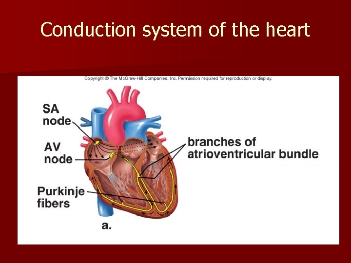 Conduction system of the heart 
