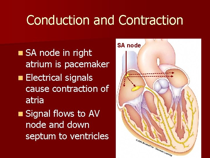 Conduction and Contraction n SA node in right atrium is pacemaker n Electrical signals