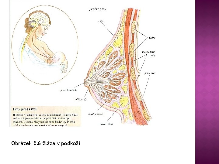 Obrázek č. 6 žláza v podkoží 