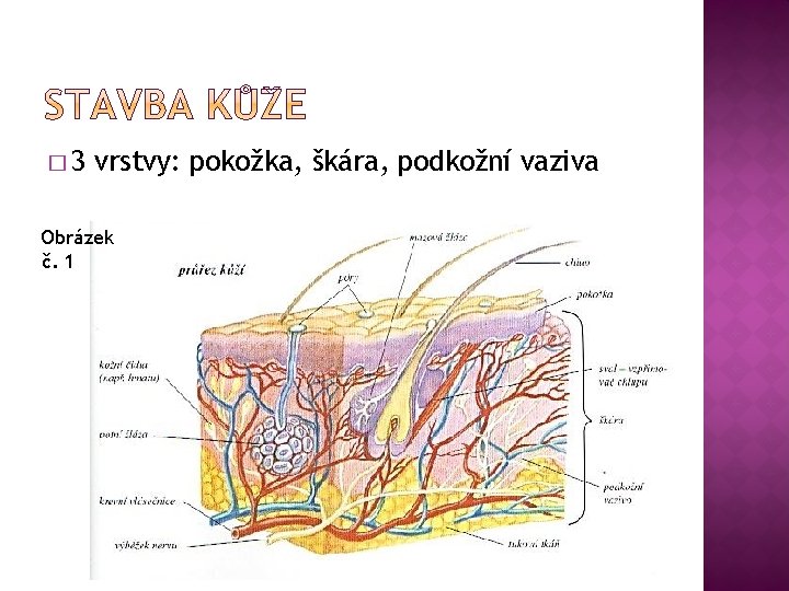 � 3 vrstvy: pokožka, škára, podkožní vaziva Obrázek č. 1 