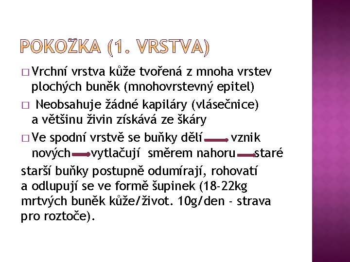 � Vrchní vrstva kůže tvořená z mnoha vrstev plochých buněk (mnohovrstevný epitel) � Neobsahuje