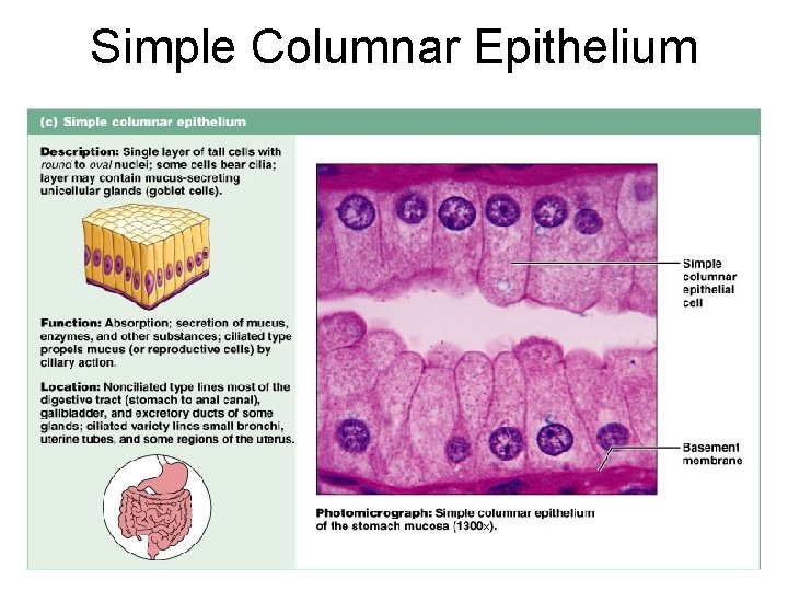 Simple Columnar Epithelium Figure 4. 3 c 