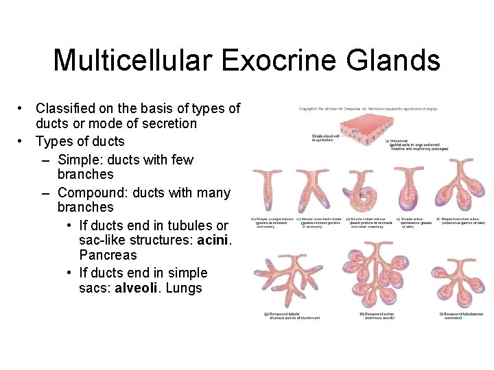 Multicellular Exocrine Glands • Classified on the basis of types of ducts or mode