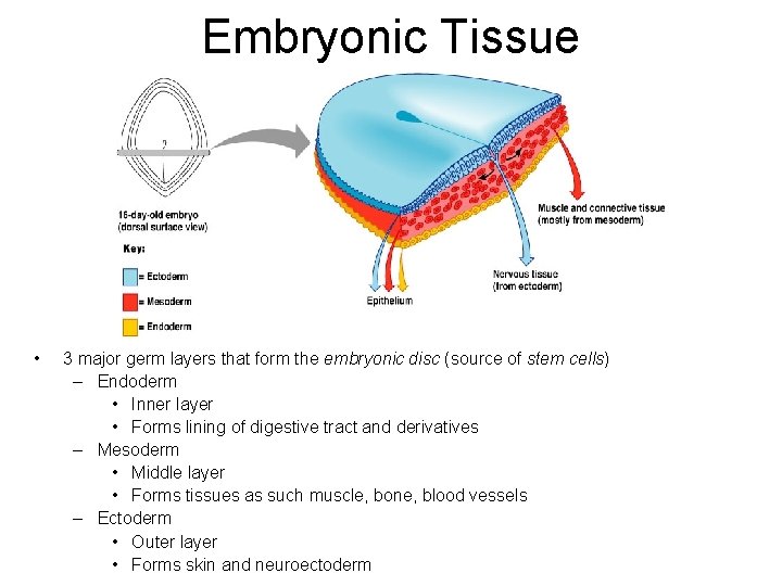 Embryonic Tissue • 3 major germ layers that form the embryonic disc (source of