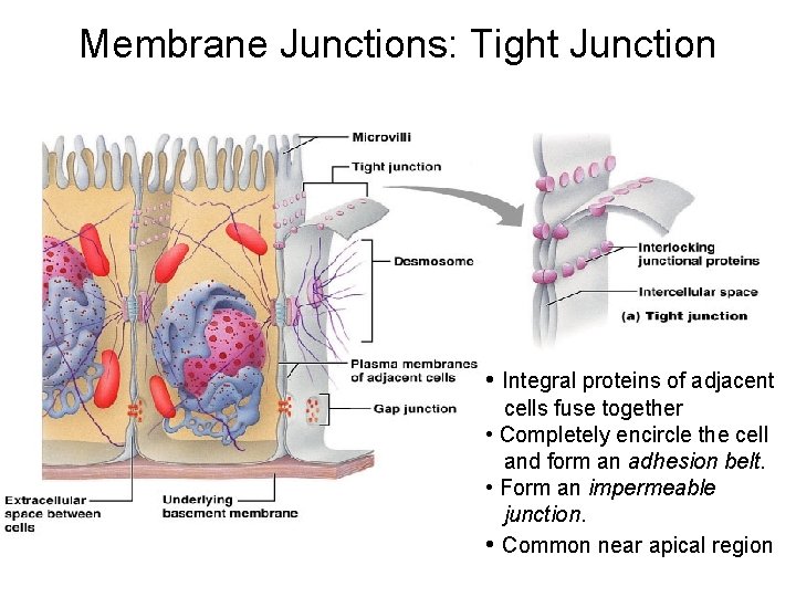 Membrane Junctions: Tight Junction • Integral proteins of adjacent cells fuse together • Completely