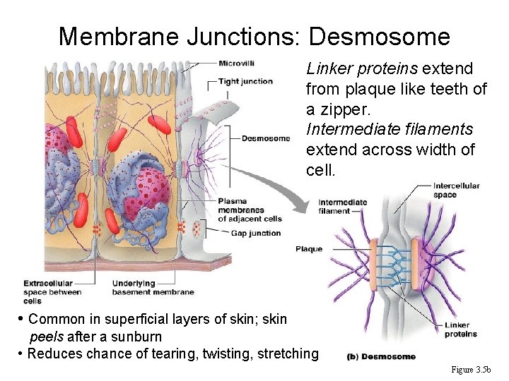 Membrane Junctions: Desmosome Linker proteins extend from plaque like teeth of a zipper. Intermediate