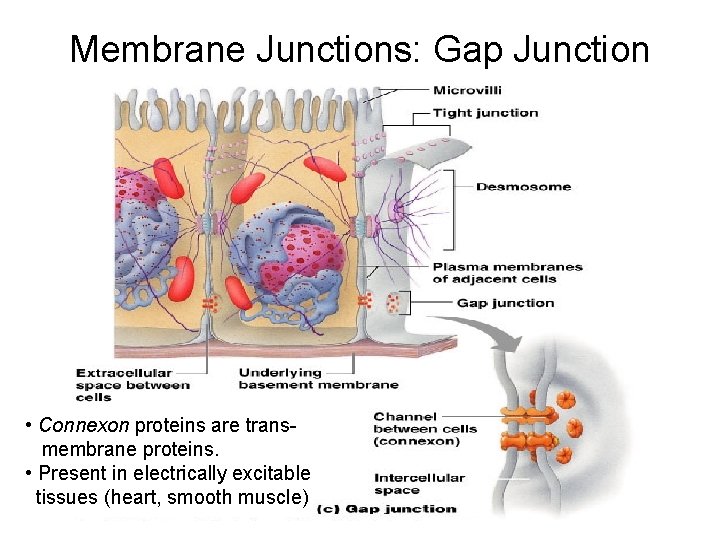 Membrane Junctions: Gap Junction • Connexon proteins are transmembrane proteins. • Present in electrically