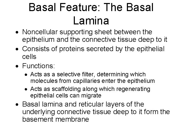 Basal Feature: The Basal Lamina Noncellular supporting sheet between the epithelium and the connective