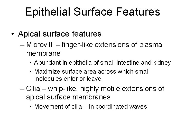 Epithelial Surface Features • Apical surface features – Microvilli – finger-like extensions of plasma