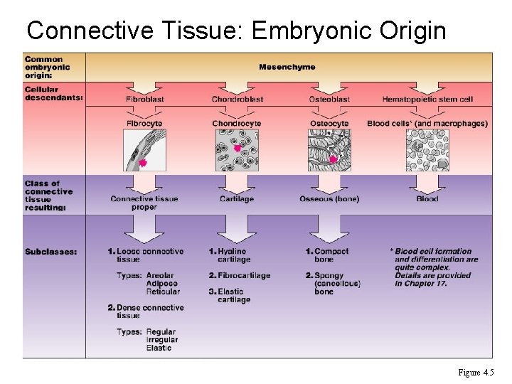 Connective Tissue: Embryonic Origin Figure 4. 5 