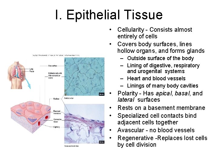 I. Epithelial Tissue • Cellularity - Consists almost entirely of cells • Covers body