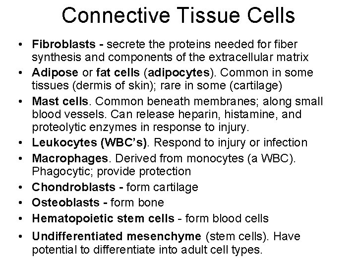 Connective Tissue Cells • Fibroblasts - secrete the proteins needed for fiber synthesis and