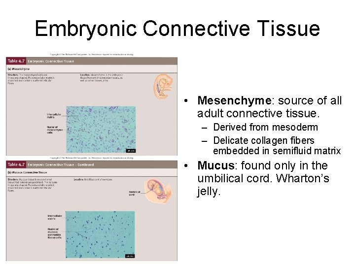 Embryonic Connective Tissue • Mesenchyme: source of all adult connective tissue. – Derived from
