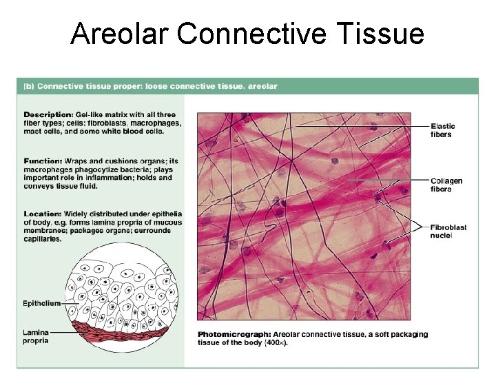 Areolar Connective Tissue Figure 4. 12 b 