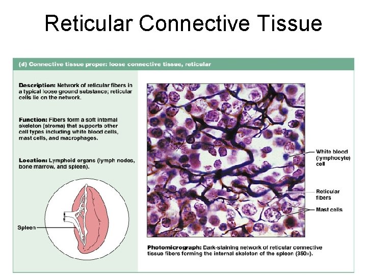 Reticular Connective Tissue Figure 4. 12 d 