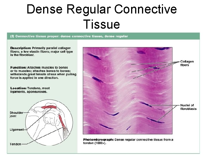 Dense Regular Connective Tissue Figure 4. 12 f 