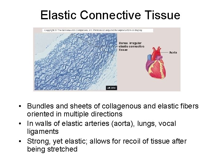 Elastic Connective Tissue • Bundles and sheets of collagenous and elastic fibers oriented in