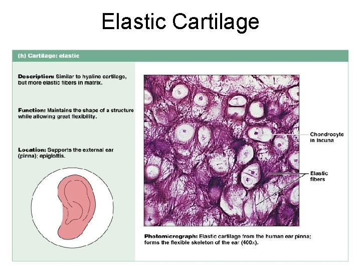 Elastic Cartilage Figure 4. 12 h 