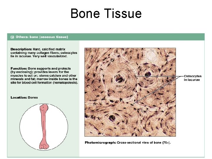 Bone Tissue Figure 4. 12 j 