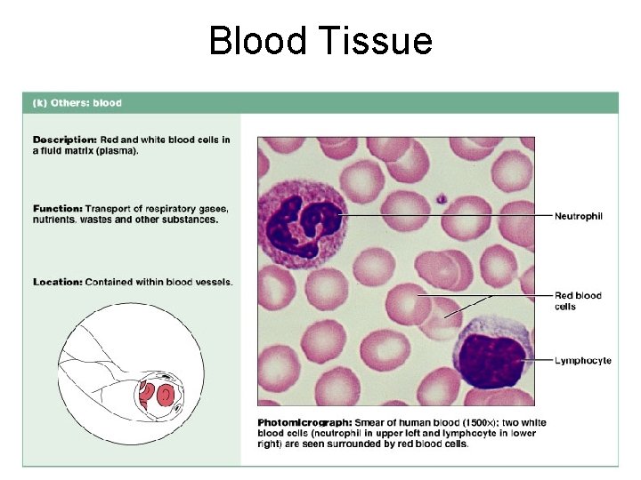 Blood Tissue Figure 4. 12 k 