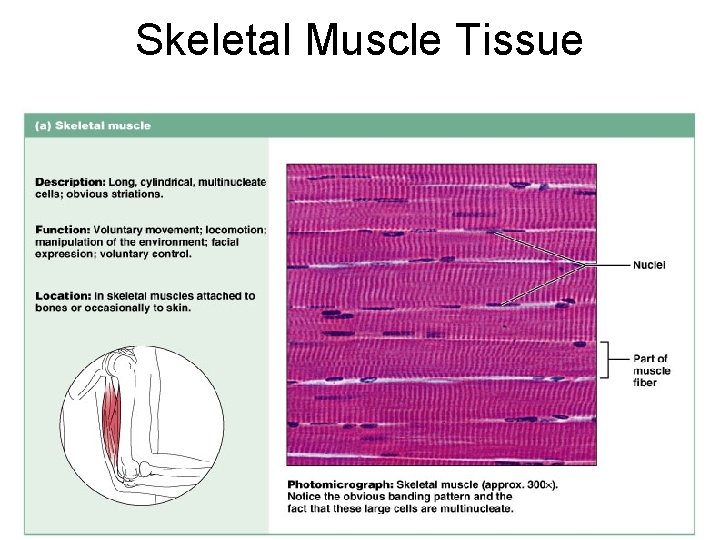 Skeletal Muscle Tissue Figure 4. 14 a 