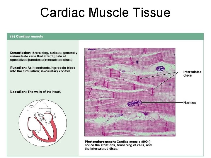 Cardiac Muscle Tissue Figure 4. 14 b 