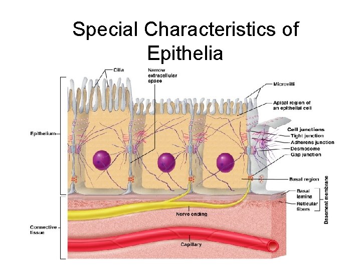 Special Characteristics of Epithelia Figure 4. 1 
