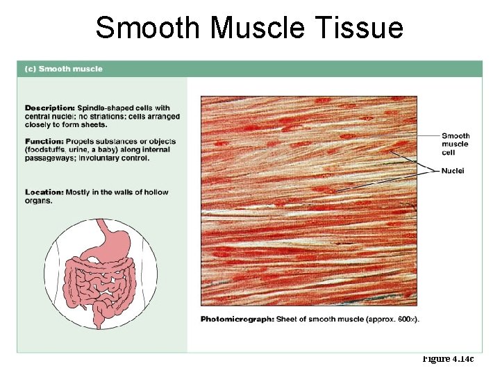 Smooth Muscle Tissue Figure 4. 14 c 