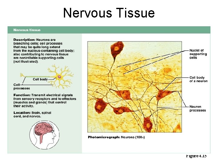 Nervous Tissue Figure 4. 15 