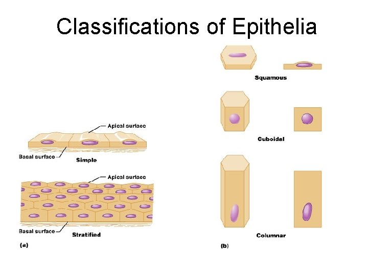 Classifications of Epithelia 