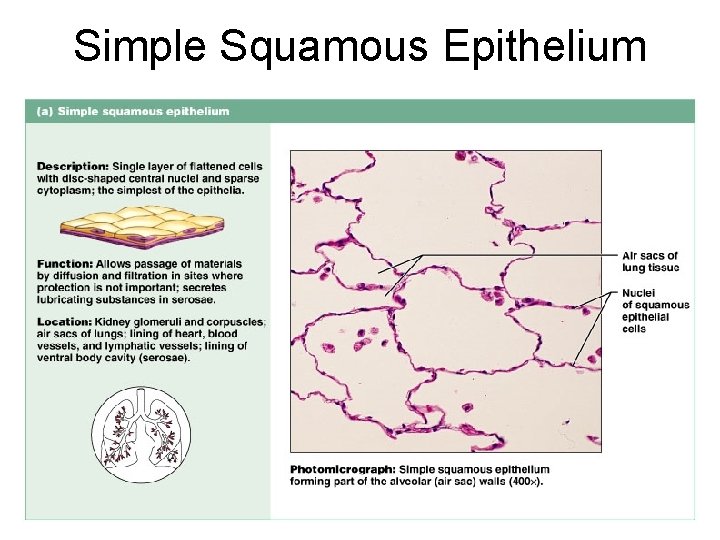 Simple Squamous Epithelium Figure 4. 3 a 