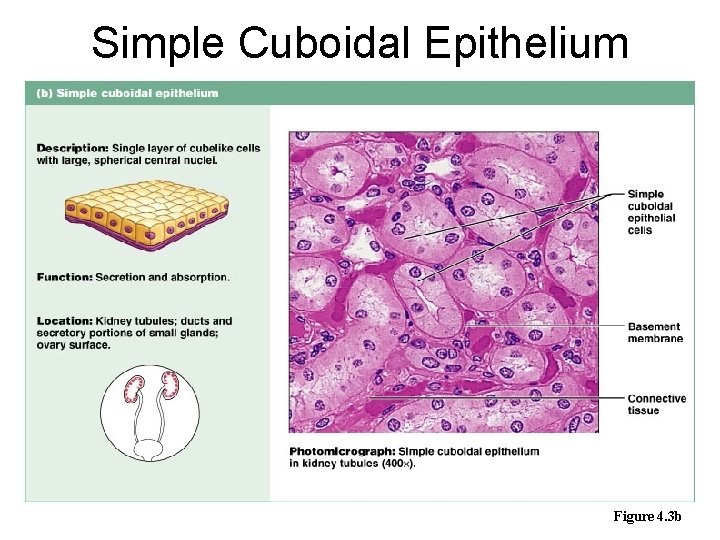 Simple Cuboidal Epithelium Figure 4. 3 b 