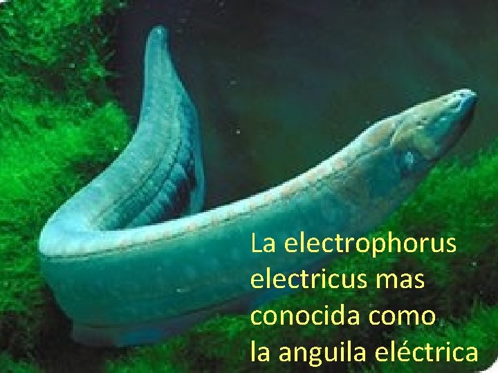 La electrophorus electricus mas conocida como la anguila eléctrica 