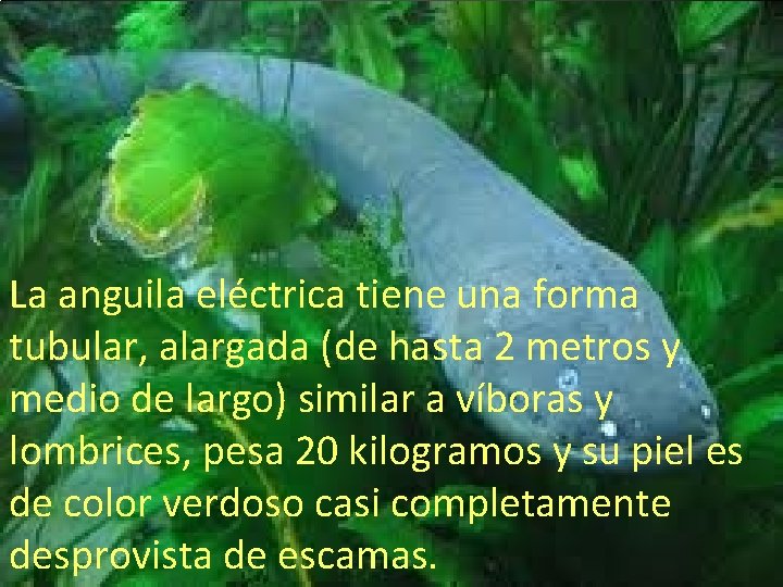 La anguila eléctrica tiene una forma tubular, alargada (de hasta 2 metros y medio