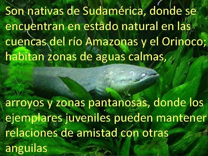 Son nativas de Sudamérica, donde se encuentran en estado natural en las cuencas del