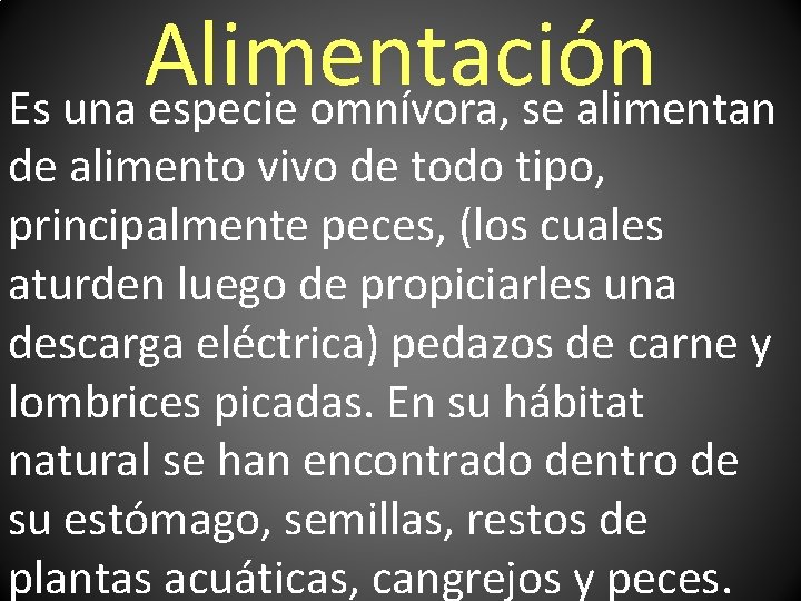 Alimentación Es una especie omnívora, se alimentan de alimento vivo de todo tipo, principalmente