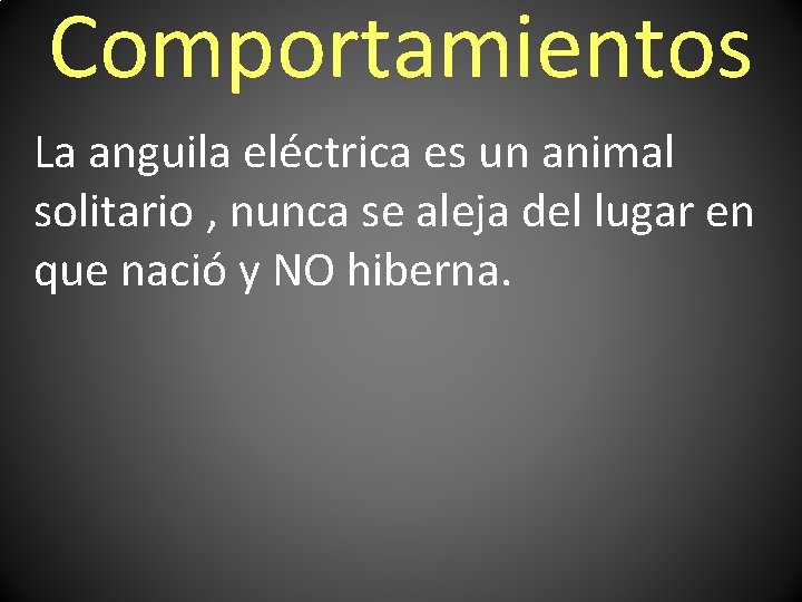 Comportamientos La anguila eléctrica es un animal solitario , nunca se aleja del lugar