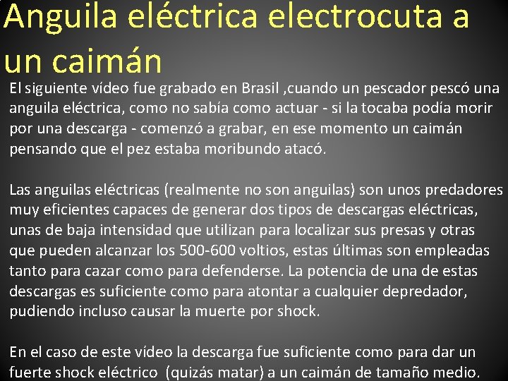 Anguila eléctrica electrocuta a un caimán El siguiente vídeo fue grabado en Brasil ,