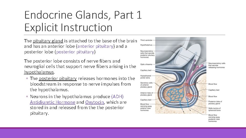 Endocrine Glands, Part 1 Explicit Instruction The pituitary gland is attached to the base
