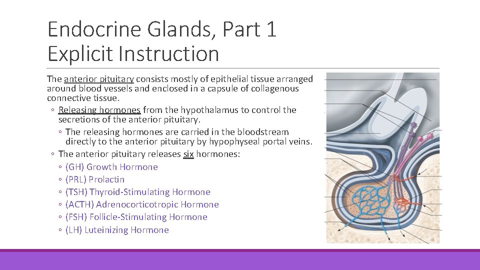 Endocrine Glands, Part 1 Explicit Instruction The anterior pituitary consists mostly of epithelial tissue